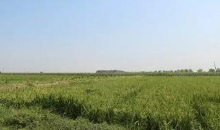 郑州大闸蟹 郑州大闸蟹