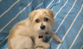 最令我感动的一件事 最令我感动的一件事